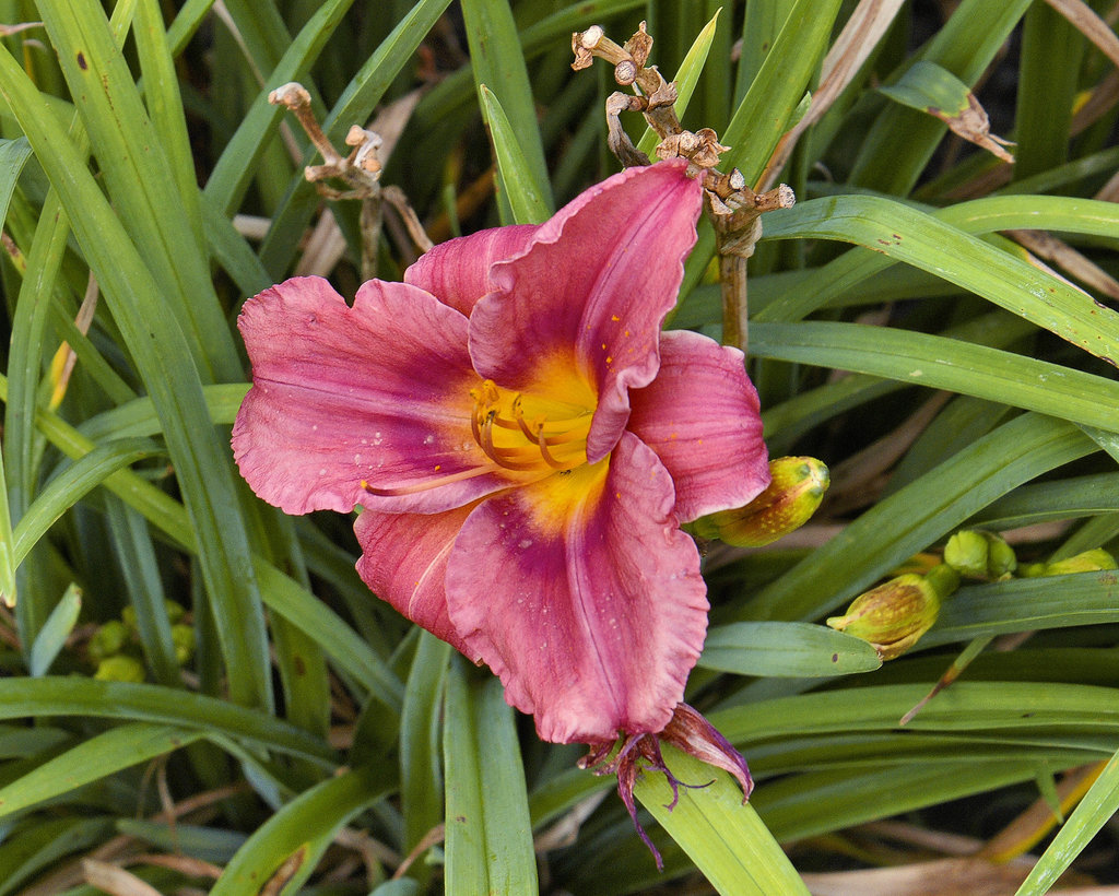 Rosy Return Daylily – Flowery Brook Garden, Montréal Botanical Garden
