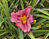 Rosy Return Daylily – Flowery Brook Garden, Montréal Botanical Garden