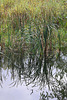 20101021 8635Aw [D~LIP] Rohrkolben (Typha latifolia), Spiegelung, Großer Teich, UWZ, Bad Salzuflen