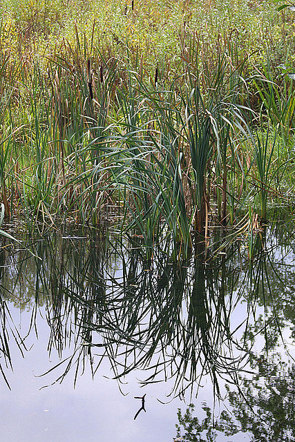 20101021 8635Aw [D~LIP] Rohrkolben (Typha latifolia), Spiegelung, Großer Teich, UWZ, Bad Salzuflen