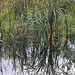 20101021 8635Aw [D~LIP] Rohrkolben (Typha latifolia), Spiegelung, Großer Teich, UWZ, Bad Salzuflen