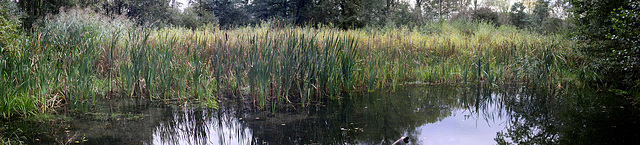 20101021 8631-34Aw [D~LIP] Schilfrohr (Phragmites australis), Rohrkolben (Typha latifolia), Großer Teich (Panorama), UWZ, Bad Salzuflen