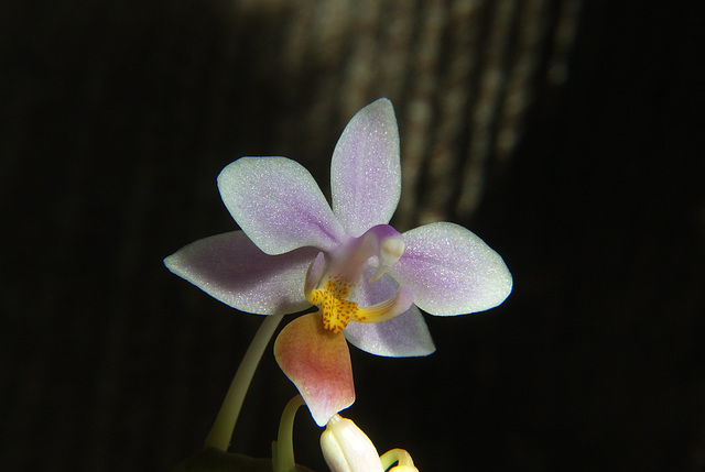 Phal. equestris