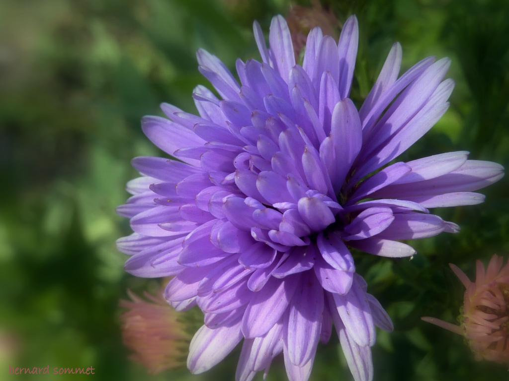 Les asters fleurissent