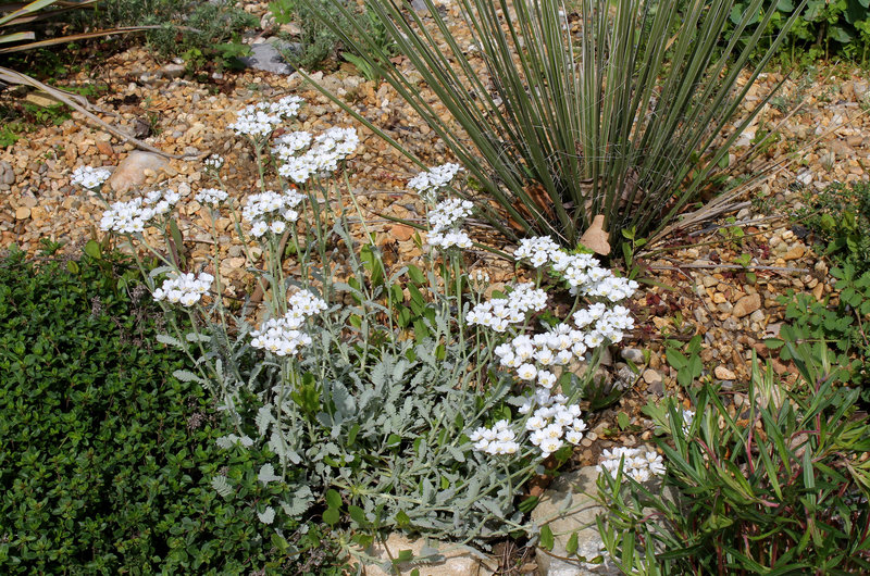 Achillea sp