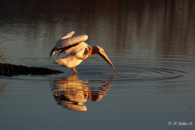 Karaté kid pelican