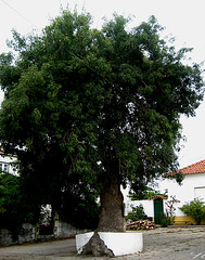A-dos-Ruivos, old ash tree (1)