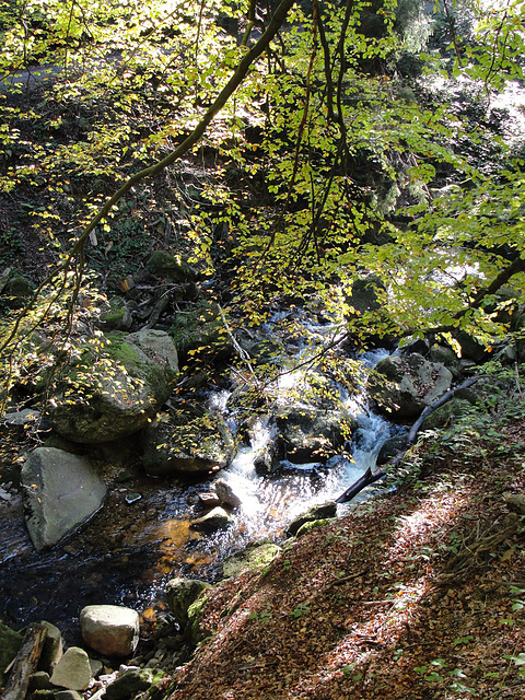 Rivereto Ilzo en Harc-montaro (Ĉu vi vidas la vizaĝon de Ilzo?)