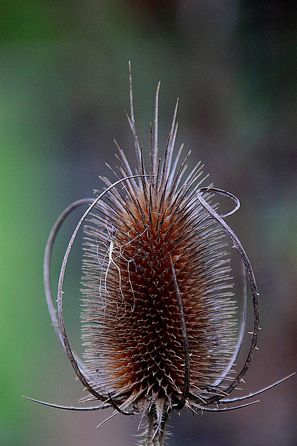 20101021 8618Aw [D~LIP] Wilde Karde (Dipsacus fullonum), UWZ, Bad Salzuflen