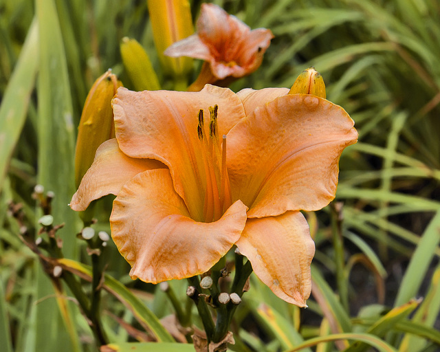 Apricot Surprise Daylily – Flowery Brook Garden, Montréal Botanical Garden