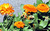 Marigolds