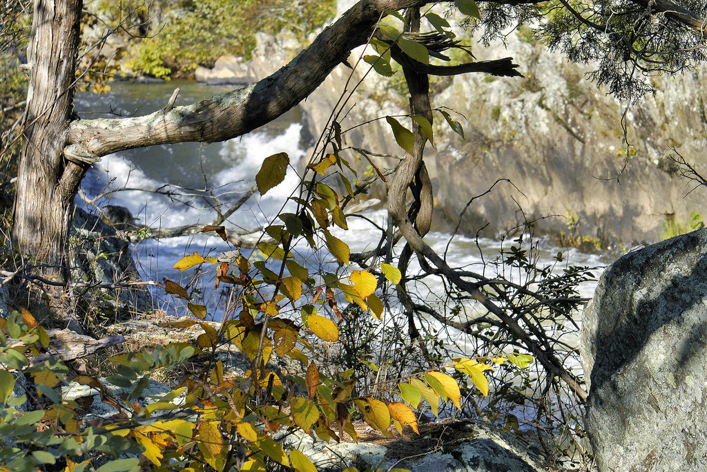 Olmsted Island Revisited – Great Falls, Maryland