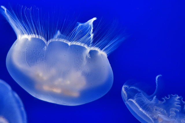 Moon Jellyfish – Aquarium, Vancouver, B.C.