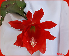 Epiphyllum