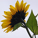 20101021 8612Aw [D~LIP] Sonnenblume, UWZ, Bad Salzuflen