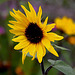 20101021 8611Aw [D~LIP] Sonnenblume, UWZ, Bad Salzuflen