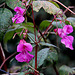 20101021 8609Aw [D~LIP] Drüsiges Springkraut (Impatiens glandulifera), UWZ, Bad Salzuflen