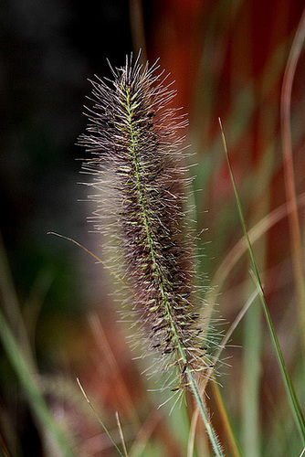 20101021 8608Aw [D~LIP] Federborstengras (Pennisetum alopecuroides var.viridescens), UWZ, Bad Salzuflen