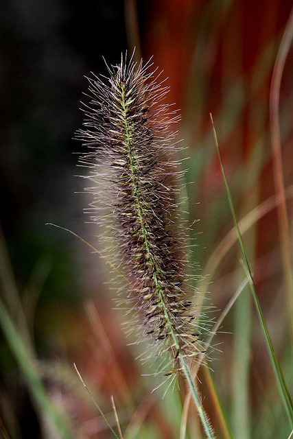 20101021 8608Aw [D~LIP] Federborstengras (Pennisetum alopecuroides var.viridescens), UWZ, Bad Salzuflen