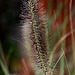 20101021 8608Aw [D~LIP] Federborstengras (Pennisetum alopecuroides var.viridescens), UWZ, Bad Salzuflen