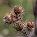20101021 8607Aw [D~LIP] Klette, UWZ, Bad Salzuflen