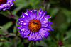 20101021 8603Aw [D~LIP] Raublatt-Aster (Symphyotrichum novae-angliae) , Matte Schwarzkopfschwebfliege (Melanostoma scalare), UWZ, Bad Salzuflen