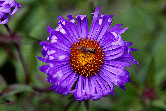 20101021 8602Aw [D~LIP] Aster, Insekt (Fliege)