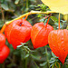 20101021 8597Aw [D~LIP] Gewöhnliche Judenkirsche (Physalis alkekengi) [Lampion], UWZ, Bad Salzuflen