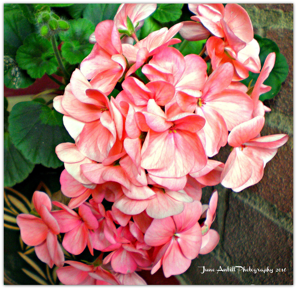 Potted geranium (pelargonium)