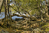 Forest Clearing – Great Falls, Maryland