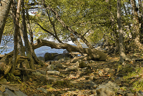 Forest Clearing – Great Falls, Maryland