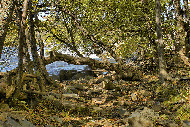 Forest Clearing – Great Falls, Maryland