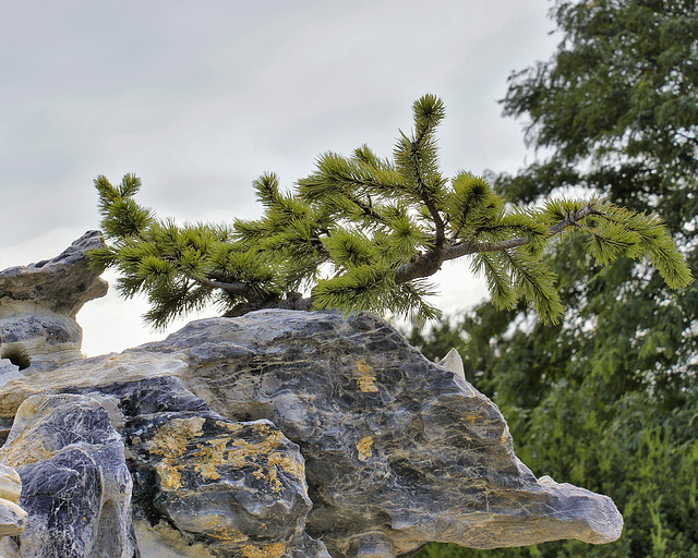 Scotch Pine on the Rocks – Chinese Garden, Montréal Botanical Garden