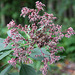 20101021 8593Aw [D~LIP] Wasserdost (Eupatorium cannabinum), UWZ, Bad Salzuflen