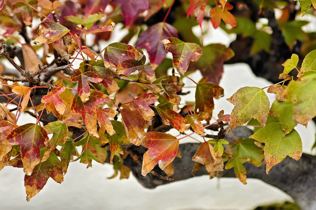 Bonsai Trident Maple – National Arboretum, Washington DC