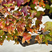 Bonsai Trident Maple – National Arboretum, Washington DC