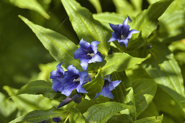 Blue Bursts – Montréal Botanical Garden