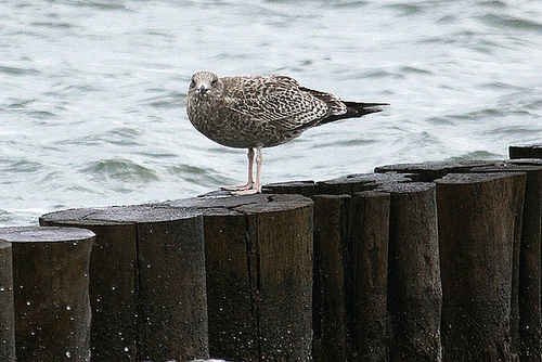 20100919 8142Aw [D~NVP] Silbermöwe (Larus argentatus), Zingst, Ostsee