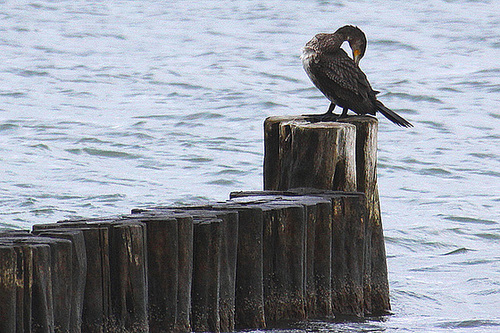 20100919 8144Aw [D~NVP] Kormoran, Zingst, Ostsee