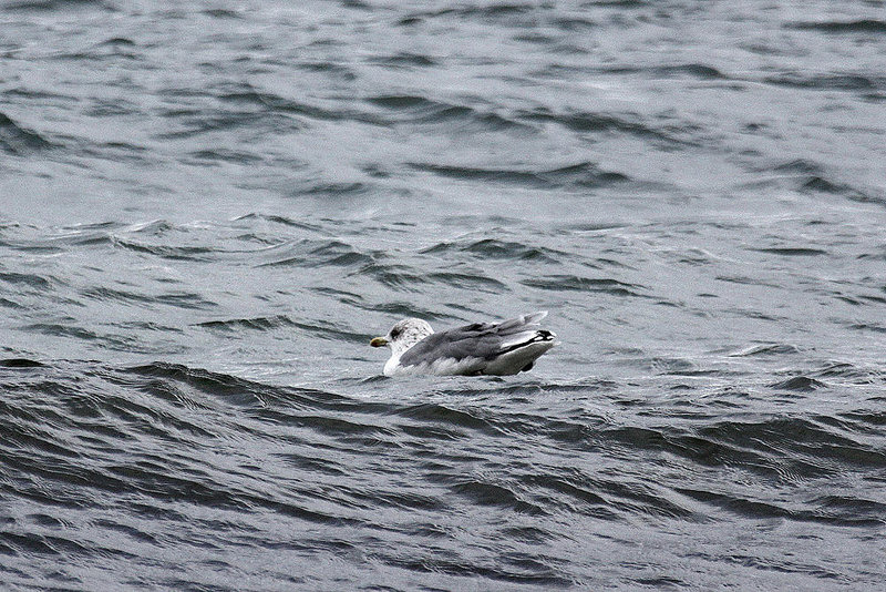 20100919 8146Aw [D~NVP] Silbermöwe (Larus argentatus), Zingst, Ostsee