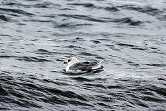 20100919 8147Aw [D~NVP] Silbermöwe (Larus argentatus), Zingst, Ostsee