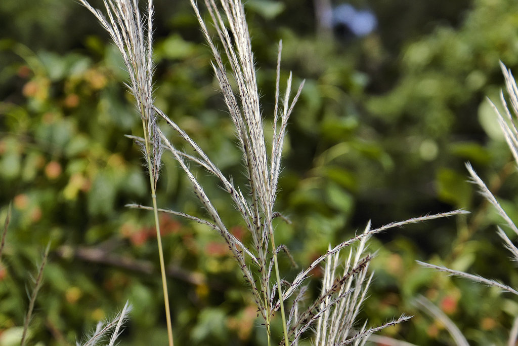 Chinese Silver Grass – Montréal Botanical Garden