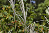 Chinese Silver Grass – Montréal Botanical Garden