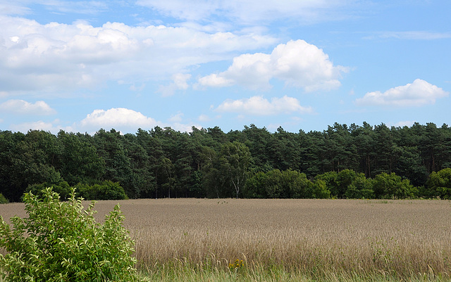 Landschaft bei Jüterbog