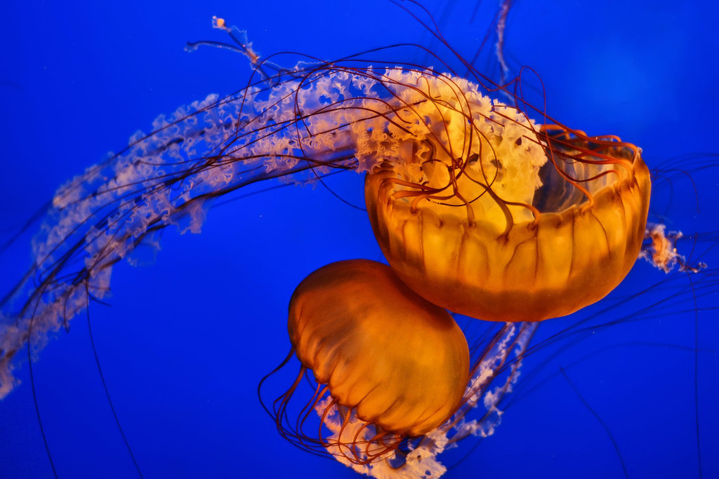 Sea Nettles – Aquarium, Vancouver, B.C.