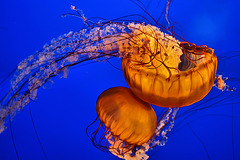Sea Nettles – Aquarium, Vancouver, B.C.