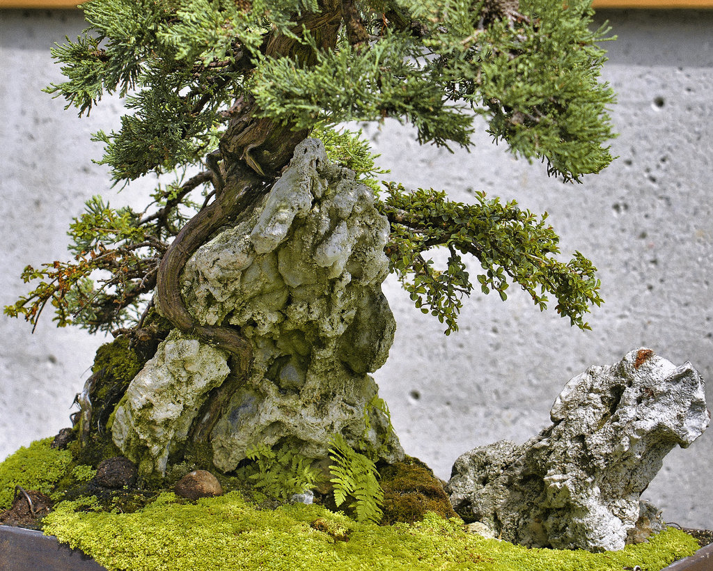 Bonsai Creeping Juniper – Montréal Botanical Garden