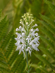 Platanthera conspicua (Southern White Fringed orchid)