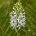 Platanthera conspicua (Southern White Fringed orchid)