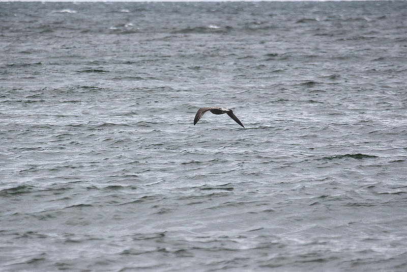 20100919 8155Aw [D~NVP] Silbermöwe (Larus argentatus), Zingst, Ostsee